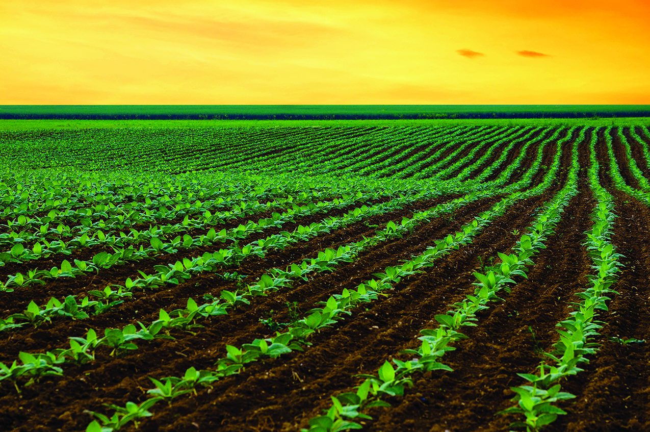 Land for Rent in Masaka